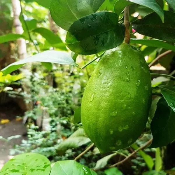 Nimbu_Gandharaj_Aroma_King_Lemon_Nimbu_Layering_Grafted_Fruit_Plant