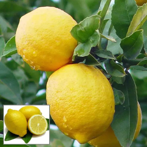 Balaji_Lemon_Nimbu_Layering_Grafted_Fruit_Plant