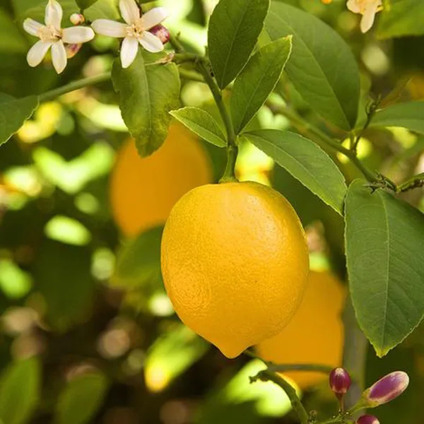 Balaji_Lemon_Nimbu_Layering_Grafted_Fruit_Plant