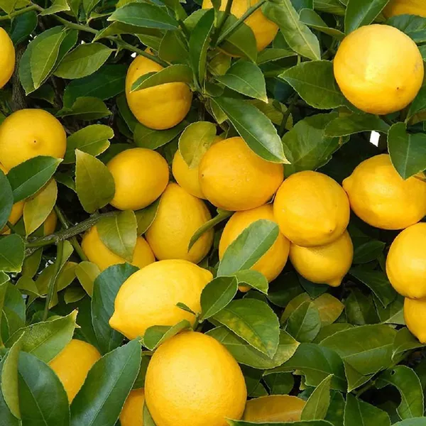 Balaji_Lemon_Nimbu_Layering_Grafted_Fruit_Plant