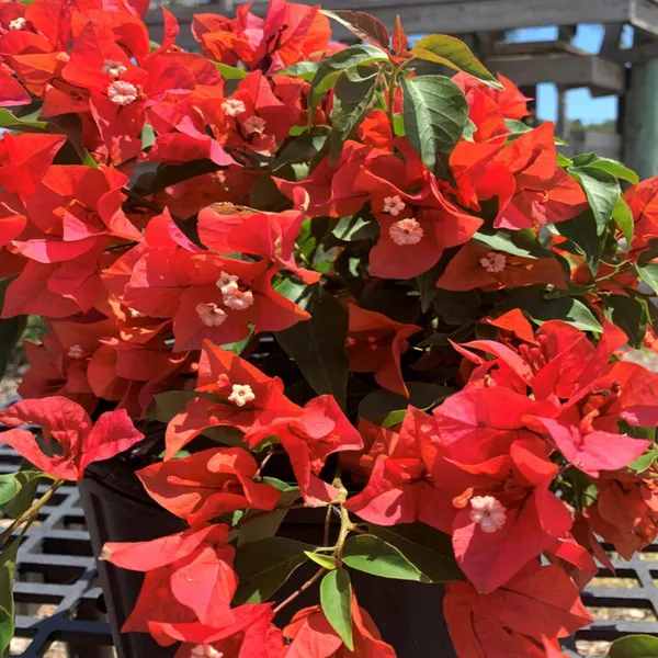 Red_Colour_Bougainvillea_Kagoj_Ful_Shrubs_Flower_Plant