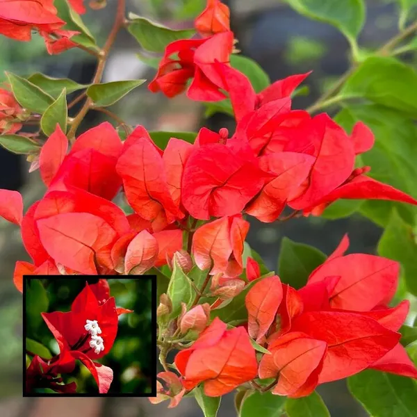 Red_Colour_Bougainvillea_Kagoj_Ful_Shrubs_Flower_Plant