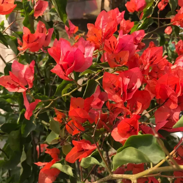 Red_Colour_Bougainvillea_Kagoj_Ful_Shrubs_Flower_Plant