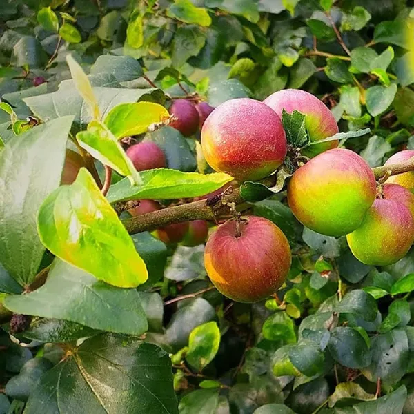 Ball_Sundari_Apple_Ber_Jujube_Kul_Grafted_Fruit_Plant