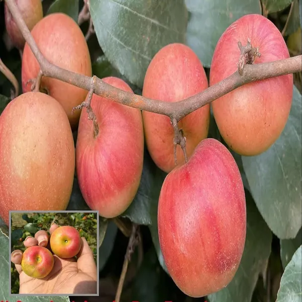 Ball_Sundari_Apple_Ber_Jujube_Kul_Grafted_Fruit_Plant
