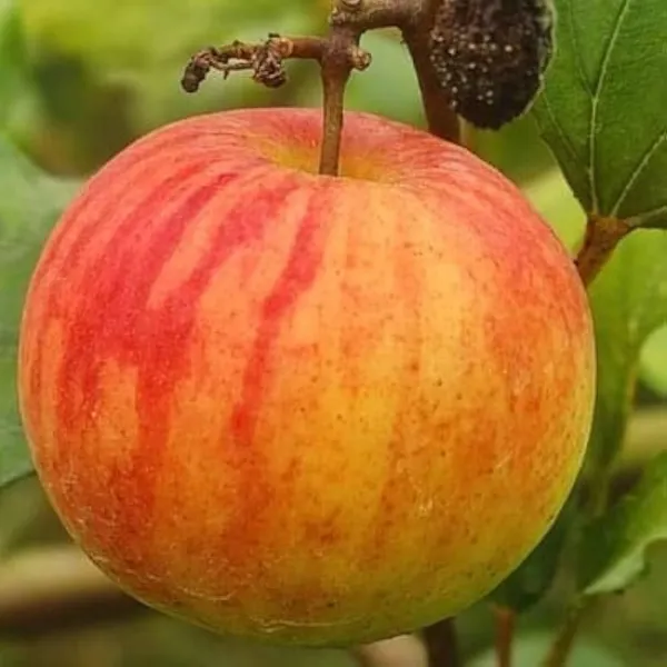 Ball_Sundari_Apple_Ber_Jujube_Kul_Grafted_Fruit_Plant