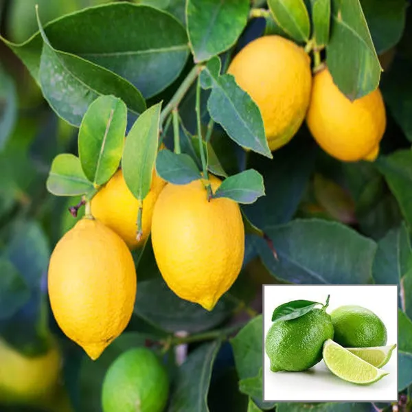 Seedless_All_Time_Lemon_Nimbu_Layering_Grafted_Fruit_Plant