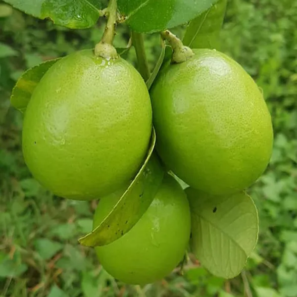 Seedless_All_Time_Lemon_Nimbu_Layering_Grafted_Fruit_Plant