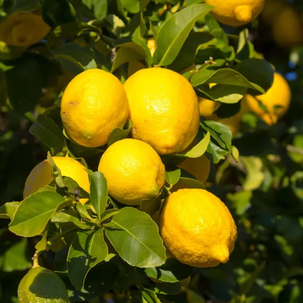 Seedless_All_Time_Lemon_Nimbu_Layering_Grafted_Fruit_Plant