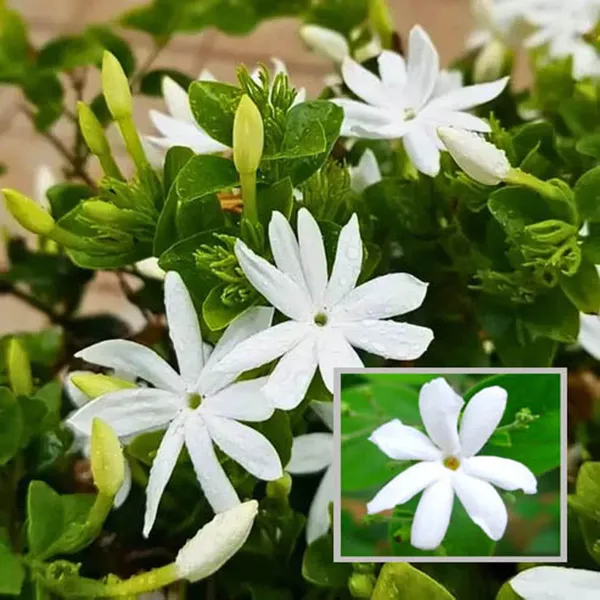 Juhi_Jasminum_Auriculatum_Fragrant_Flower_Plant