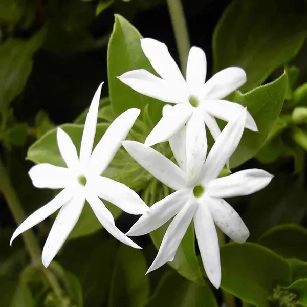Juhi_Jasminum_Auriculatum_Fragrant_Flower_Plant