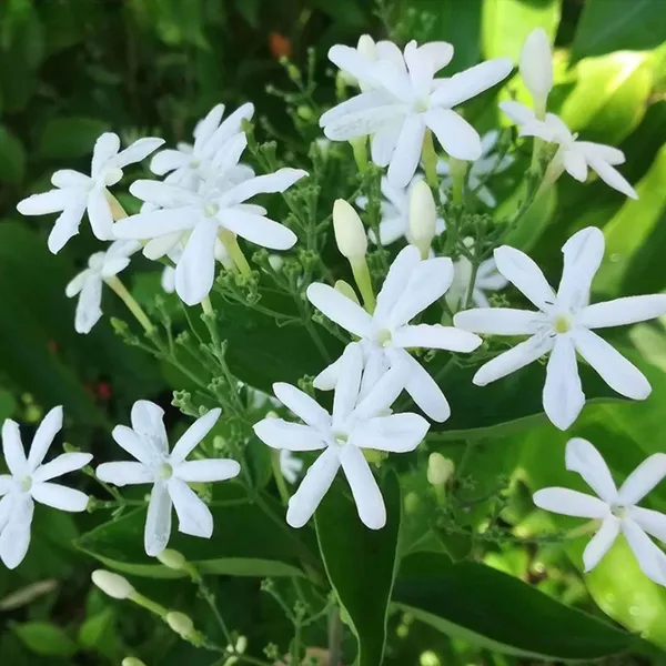 Juhi_Jasminum_Auriculatum_Fragrant_Flower_Plant