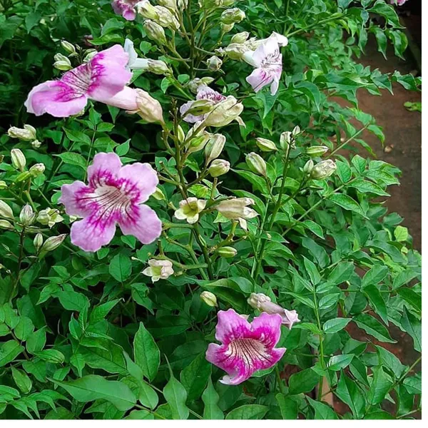 Purple_Colour_Tecoma_Climbers_Flower_Plant