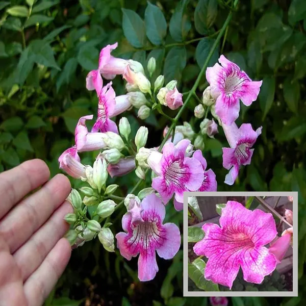 Purple_Colour_Tecoma_Climbers_Flower_Plant