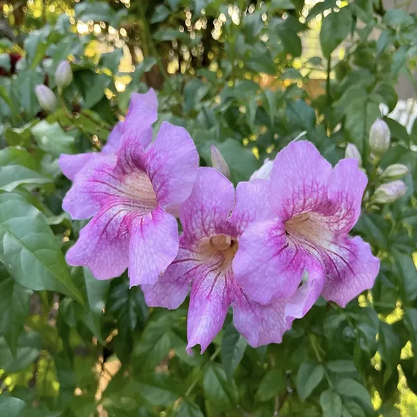 Purple_Colour_Tecoma_Climbers_Flower_Plant