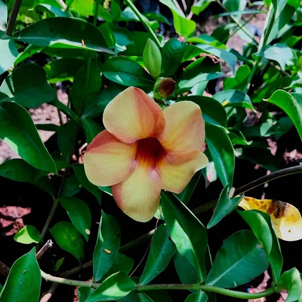 Cream_Colour_Allamanda_Cathartica_Round_The_Year_Flower_Plant