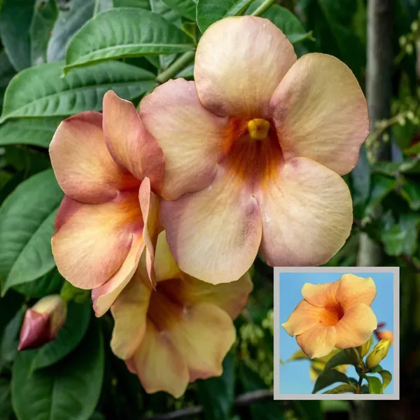 Cream_Colour_Allamanda_Cathartica_Round_The_Year_Flower_Plant