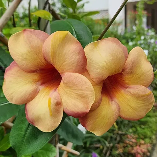 Cream_Colour_Allamanda_Cathartica_Round_The_Year_Flower_Plant