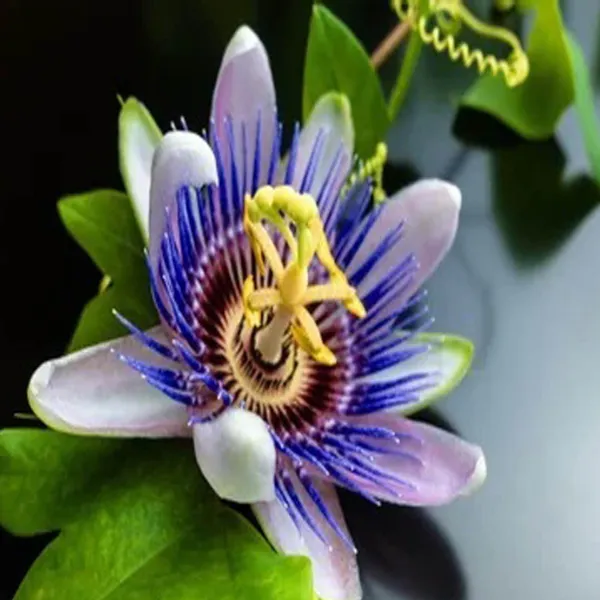 Purple_Colour_Jhumko_Latha_Krishna_Kamal_Rakhi_Bel_Passion_Climbers_Flower_Plant