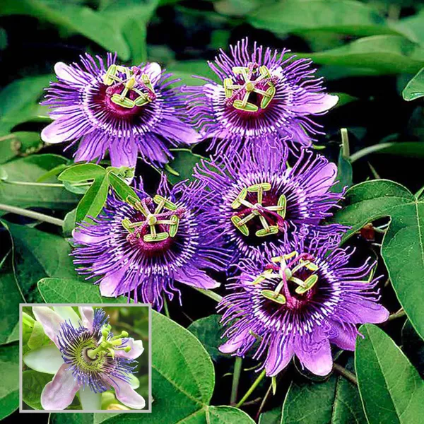 Purple_Colour_Jhumko_Latha_Krishna_Kamal_Rakhi_Bel_Passion_Climbers_Flower_Plant