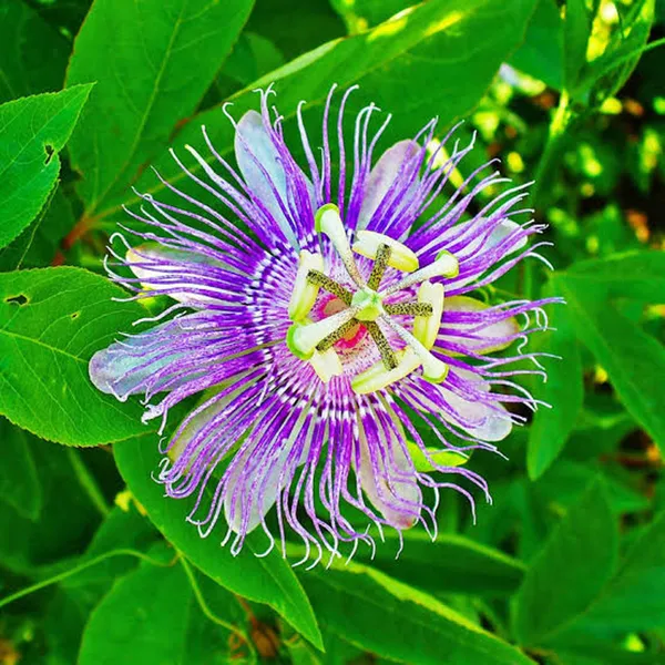 Purple_Colour_Jhumko_Latha_Krishna_Kamal_Rakhi_Bel_Passion_Climbers_Flower_Plant