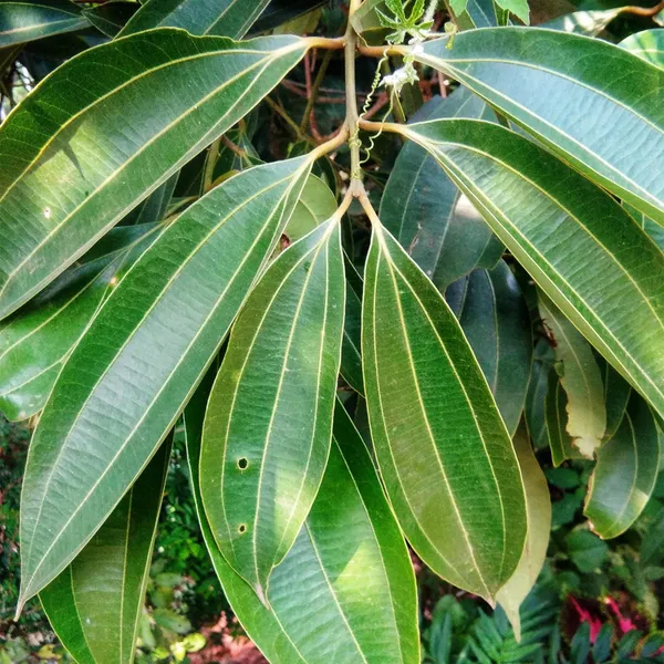 Tej_Patta_Indian_Bay_Leaf_Cinnamomum_Tamala_Patram_Spice_Plant