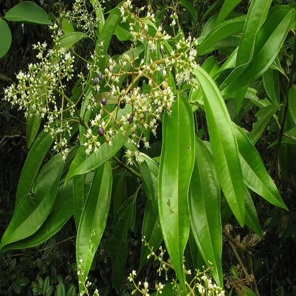 Tej_Patta_Indian_Bay_Leaf_Cinnamomum_Tamala_Patram_Spice_Plant