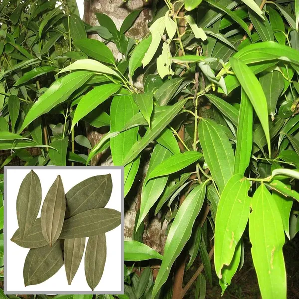 Tej_Patta_Indian_Bay_Leaf_Cinnamomum_Tamala_Patram_Spice_Plant
