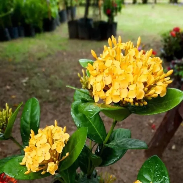 Yellow_Colour_Ixora_Rukmini_Rangan_Flower_Shrubs_Plant