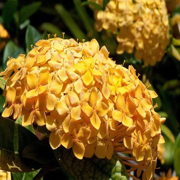 Yellow_Colour_Ixora_Rukmini_Rangan_Flower_Shrubs_Plant