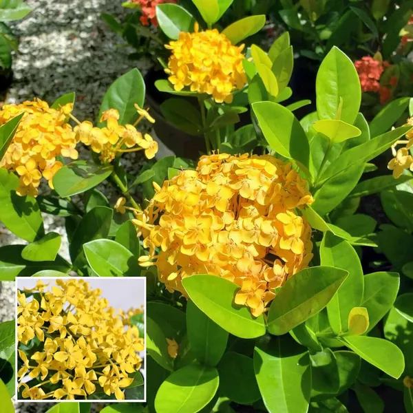 Yellow_Colour_Ixora_Rukmini_Rangan_Flower_Shrubs_Plant