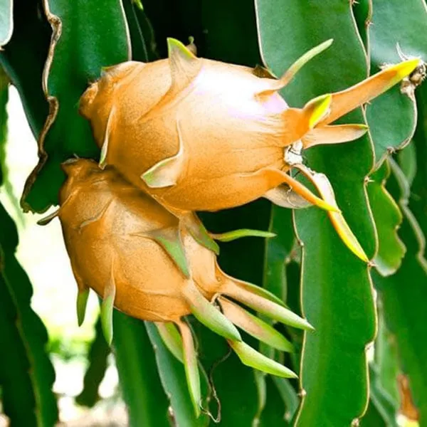 Hawaiian_Orange_Dragon_Fruit_Cutting_Grafted_Fruit_Plant