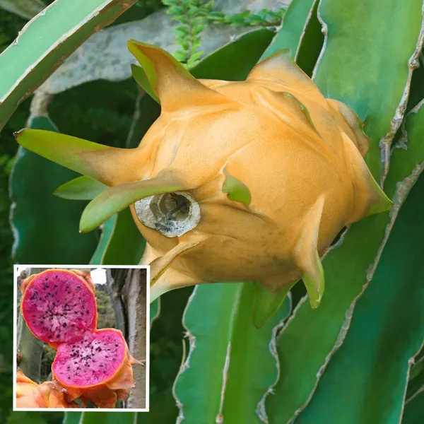 Hawaiian_Orange_Dragon_Fruit_Cutting_Grafted_Fruit_Plant