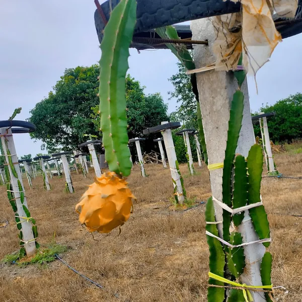 Hawaiian_Orange_Dragon_Fruit_Cutting_Grafted_Fruit_Plant