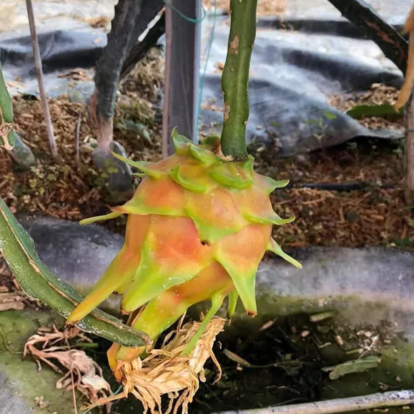 Hawaiian_Orange_Dragon_Fruit_Cutting_Grafted_Fruit_Plant