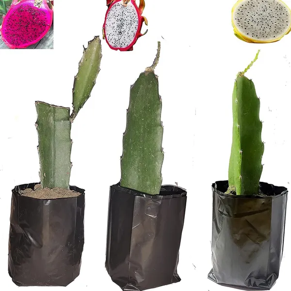Combo_White_Pink_Yellow_Colombiana_Dragon_Fruit_Cutting_Grafted_Fruit_Plant_Pack_Of_3
