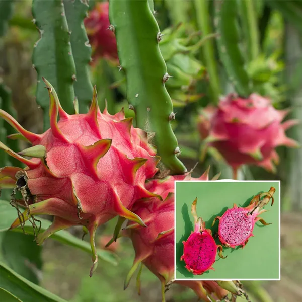 Combo_White_Pink_Yellow_Colombiana_Dragon_Fruit_Cutting_Grafted_Fruit_Plant_Pack_Of_3
