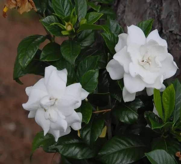 Gardenia_Gandharaj_Cape_Jasmine_Highly_Fragrant_Shrubs_Flower_Plant