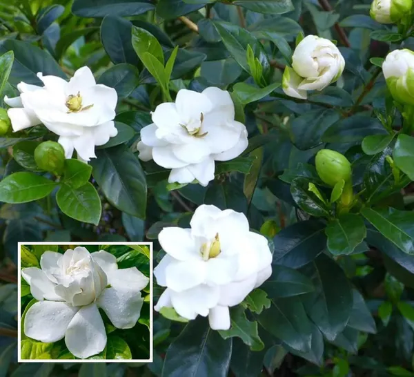 Gardenia_Gandharaj_Cape_Jasmine_Highly_Fragrant_Shrubs_Flower_Plant
