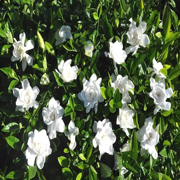Gardenia_Gandharaj_Cape_Jasmine_Highly_Fragrant_Shrubs_Flower_Plant