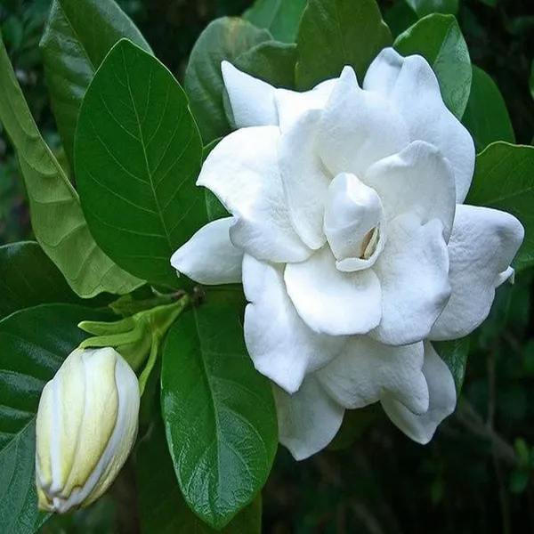 Gardenia_Gandharaj_Cape_Jasmine_Highly_Fragrant_Shrubs_Flower_Plant