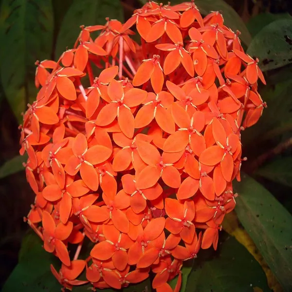 Orange_Colour_Ixora_Rukmini_Rangan_Flower_Shrubs_Plant