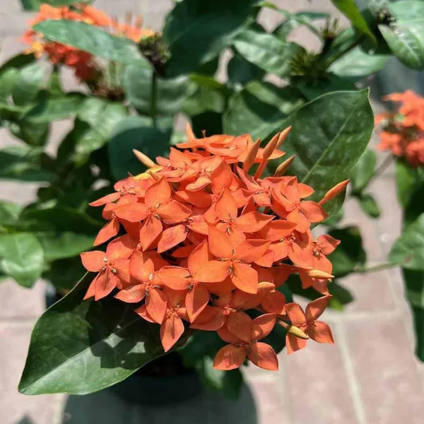 Orange_Colour_Ixora_Rukmini_Rangan_Flower_Shrubs_Plant