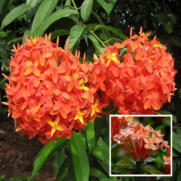 Orange_Colour_Ixora_Rukmini_Rangan_Flower_Shrubs_Plant