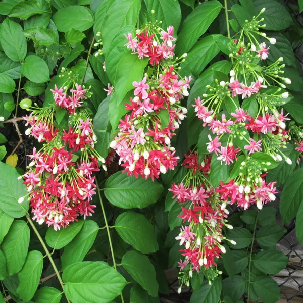 Rangoon_Creeper_Madhavi_Latha_Madhumalti_Flower_Climbers_Flower_Plant