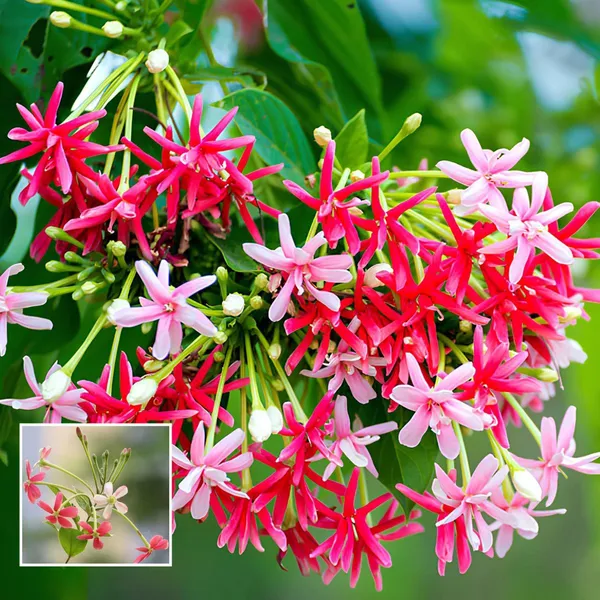 Rangoon_Creeper_Madhavi_Latha_Madhumalti_Flower_Climbers_Flower_Plant