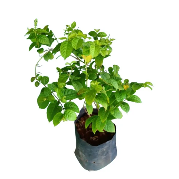 Rangoon_Creeper_Madhavi_Latha_Madhumalti_Flower_Climbers_Flower_Plant