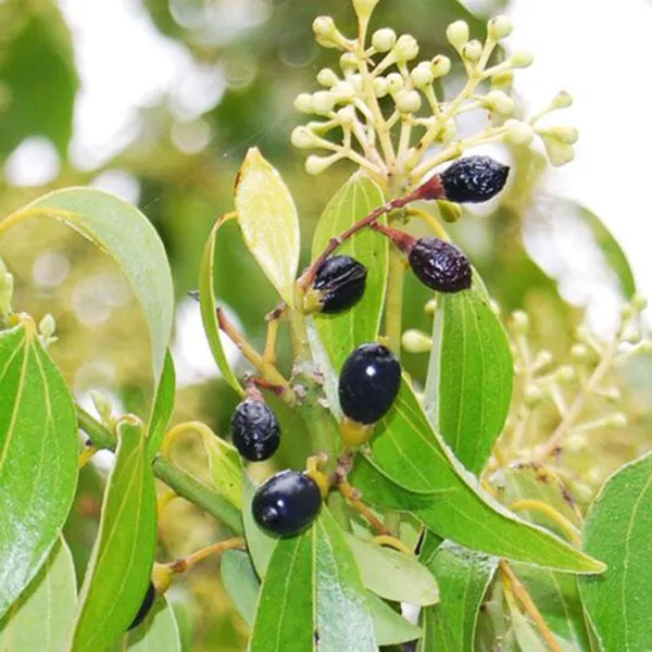 Dal_Chini_Karuvapatta_Cinnamon_Spice_Plant