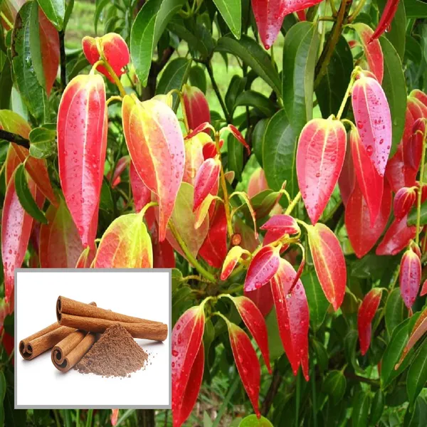 Dal_Chini_Karuvapatta_Cinnamon_Spice_Plant