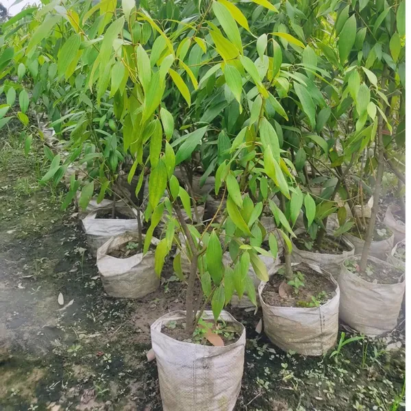 Dal_Chini_Karuvapatta_Cinnamon_Spice_Plant